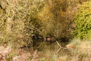 L 131113 50D 0980