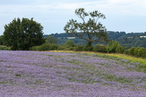 L 200721 50D 8205