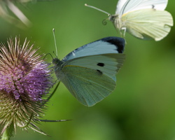Large white