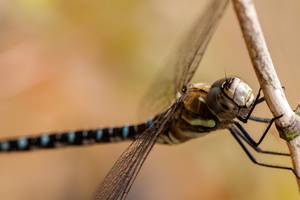 L 120826 50D 5706