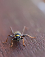 L 130629 50D 8333-40