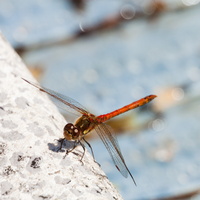 L 200802 50D 8473